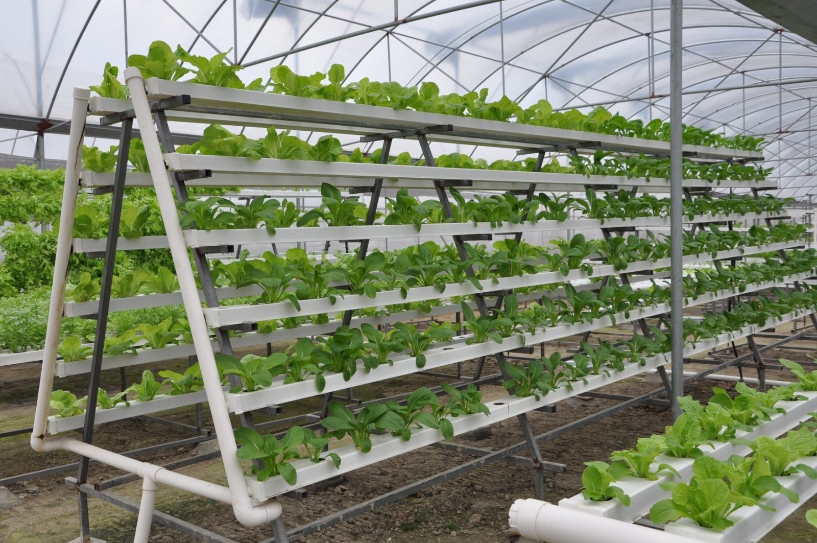 Commercial NFT System — manufactured in India by Greenz Biotech
