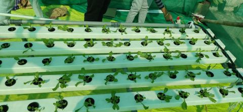Hydroponic Trough System