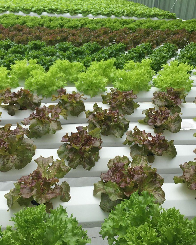 NFT Channel 100 x 80 mm — manufactured in India by Greenz Biotech