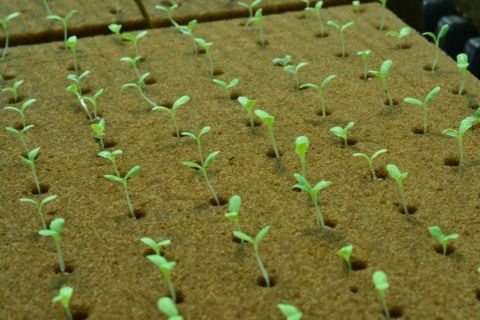 Oasis Propagation Cube