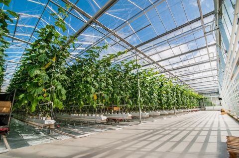 Greenhouse Design & Construction — Greenz Biotech, India